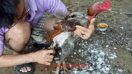 Khi nào nên tỉa lông cho gà chọi?